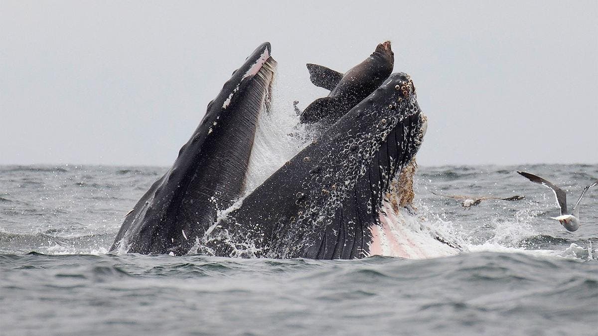 Photos: Mass Pilot Whale Death in Snæfellsnes, West Iceland