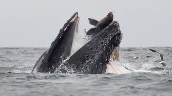 Rare photo captures sea lion falling into mouth of whale