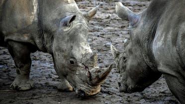 WHite RHino (AFP)