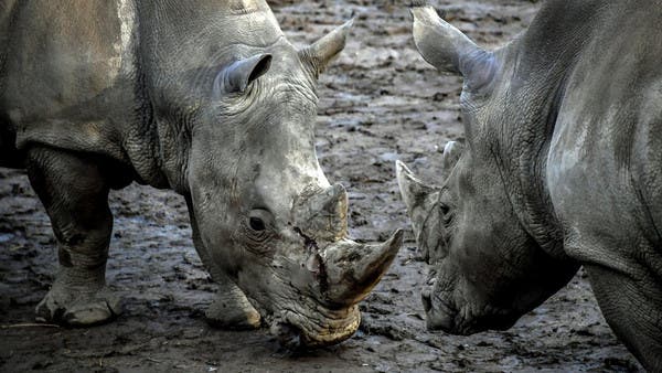 Animals hits. Белый носорог клонирование. Плачущий белый носорог. Белый носорог в полный рост. Бабирусса.