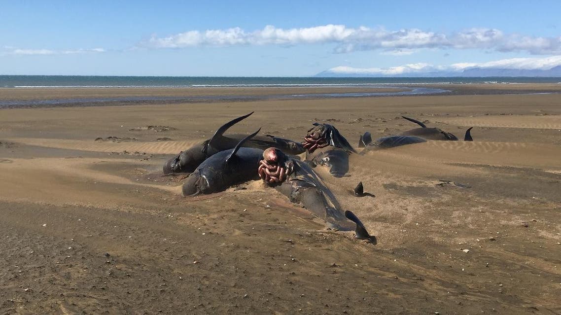 A handout picture released by Reykjavik Helicopters and taken on July 18, 2019 shows stranded whales on the Longufjorur beach in the Snaefellsnes peninsula area in north-western Iceland. (File photo: AFP)