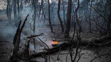 The trunk of a tree burns following a wildfire near the village of Makrimalli on the island of Evia, northeast of Athens, on August 14, 2019. (AFP)
