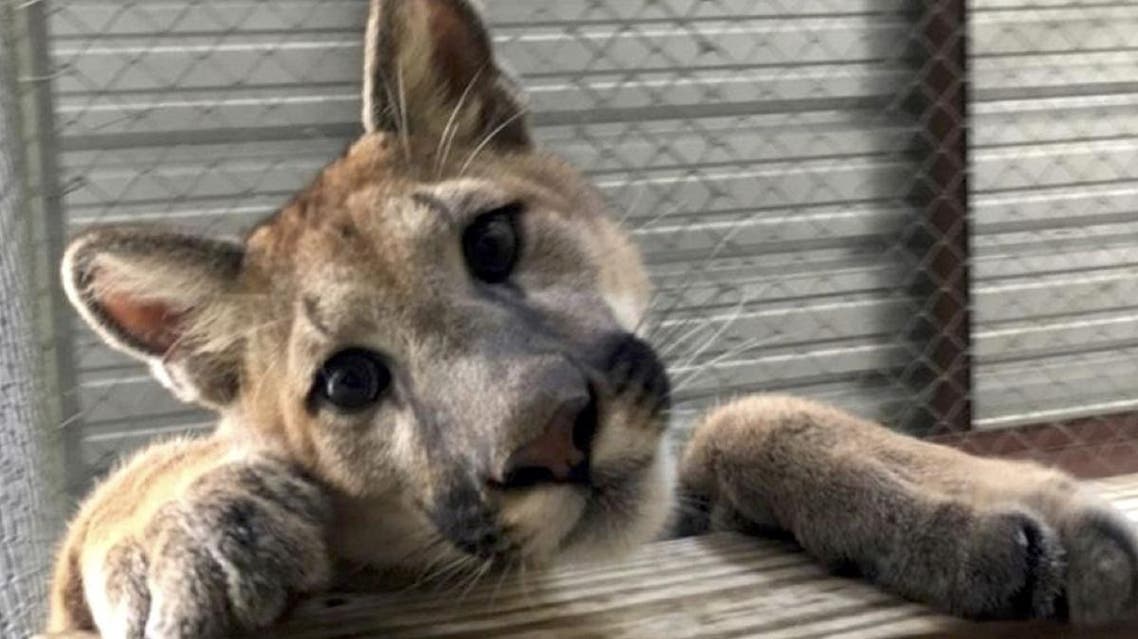 Saved pet cougar in Parkland, Florida. (Twitter)
