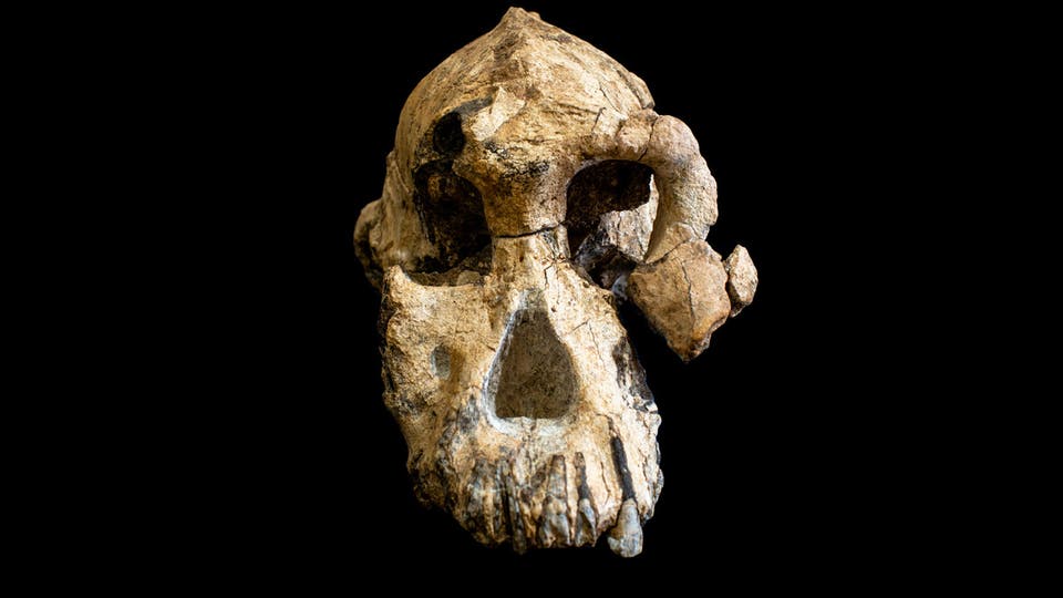 اكتشاف صادم جمجمة توضح مخ وأكل ووجه البشر الأوائل F96f07c4-3bf3-4351-8d7e-d8bd99085790_16x9_1200x676