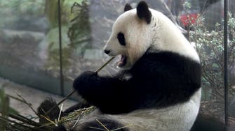 Double cuddle: Berlin zoo celebrates birth of 2 panda cubs