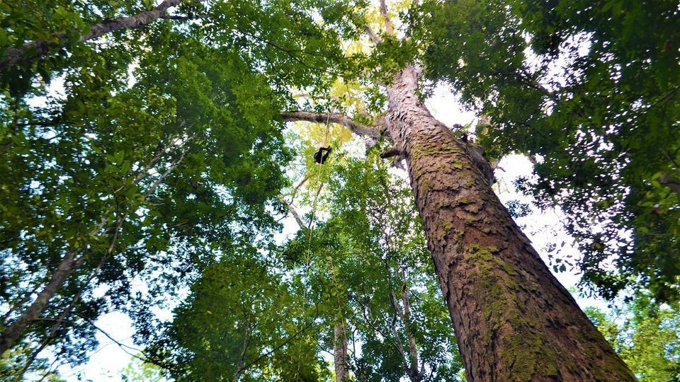 أطول شجرة في الأمازون غير مهددة بالحرائق