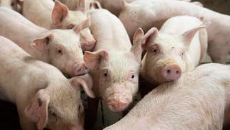 Hong Kong culls 3,000 pigs after African swine fever discovery
