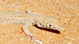 New study finds species of lizards adapt to climate change