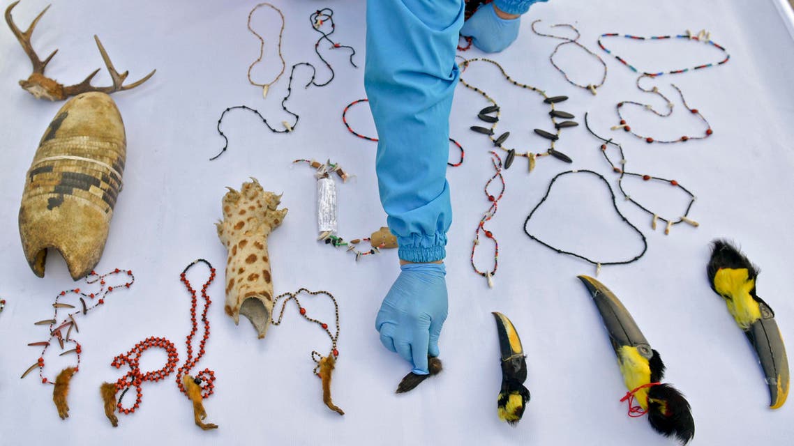 An employee of the Colombian Environment Secretariat displays seized objects made from parts of wild animals in Bogota on September 12, 2019. (AFP)