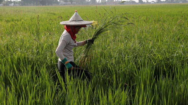 ثالث أكبر منتج عالمي للأرز يسعى لخفض صادراته السنوية 44%