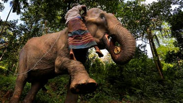 A Sri Lankan mahout attempt to measure the height of his tamed elephant in the backyard of his home in Baduraliya, a village outside Colombo, Sri Lanka. (AP)