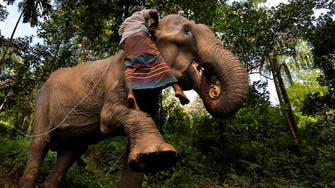 Sri Lanka bans ‘drunk driving’ of elephants in new animal protection law