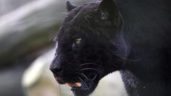 French police detain man over stolen panther 