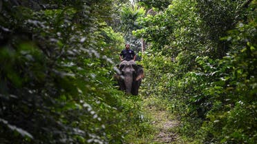 This picture taken on January 16, 2018 shows Malaysian mahout Suhaimi riding 43-year old rescued elephant Kasturi at the Kuala Gandah Elephant Conservation Centre in Kuala Gandah, about 100 kms (60 miles) outside Kuala Lumpur. (AFP)
