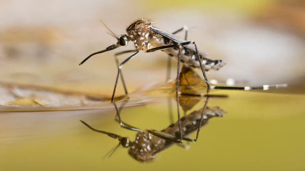 استنفار صحي.. 4 آلاف جزائري في المستشفى بسبب بعوضة