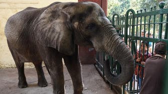 Egypt’s Giza zoo loses Naima, its last elephant