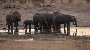 A herd of elephants gather at a water hole in Zimbabwe's Hwange National Park. (Reuters)