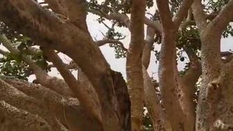 سعودی عرب: یادگار درخت کی موت نے اہل الباحہ کو دکھی کردیا