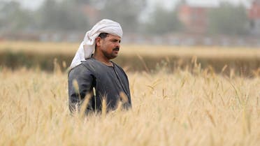 A farmer stands in a wheat farm in the El-Menoufia governorate, north of Cairo - 2019 - Reuters