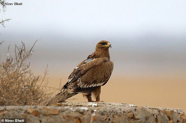 "مين" خلال تواجدها الشتاء الماضي في الهند