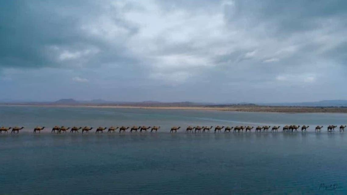 Camels