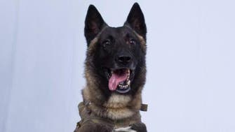 Trump tweets photo of military dog wounded in al-Baghdadi raid