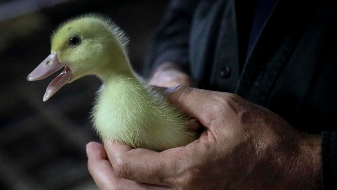 Marcus Henley, operations manager for Hudson Valley Foie Gras duck farm, holds a Moulard duckling, a hybrid farm Peking duck and a South American Muscovy duck in Ferndale, New York. (AP)