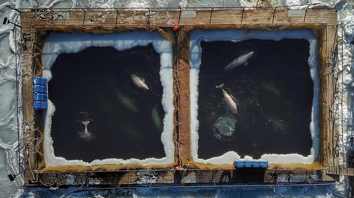 This file aerial photo taken on January 22, 2019 shows captured marine mammals seen in enclosures at a holding facility in Srednyaya Bay in the Far Eastern town of Nakhodka. (AFP)