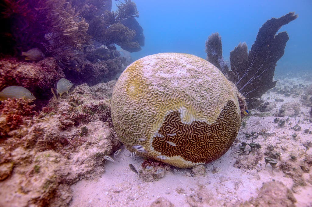 شبح الموت يتهدد الشعاب المرجانية في الكاريبي 6b10f8a0-73b5-41dc-a9b2-c8f3620ac40a
