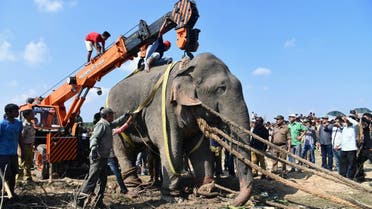 An elephant named after the late Al-Qaeda leader Osama bin Laden that killed five Indian villagers has been caught after a massive operation to hunt down the creature, officials said on November 11. (AFP)