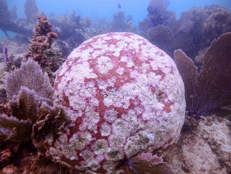 شبح الموت يتهدد الشعاب المرجانية في الكاريبي A2f37ff1-246c-4b68-a3b5-9ed162b83c46