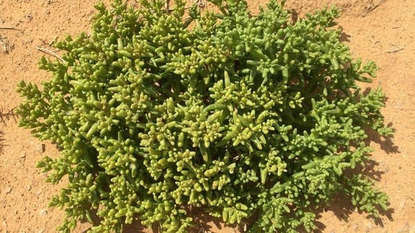 أقيم لأجله أول مهرجان في الجوف.. تعرف على نبات "السمح"