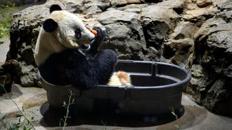 Bei Bei arrives at giant panda base in China’s Sichuan