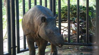 Sumatran rhino extinct in Malaysia as lone survivor dies