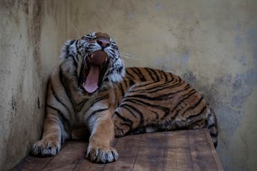 Female tiger Softi - one of the tigers that were seized on the Polish-Belarusian border - is seen in her temporary enclosure at the zoo in Poznan, Poland, on November 6, 2019. (File photo: AFP)