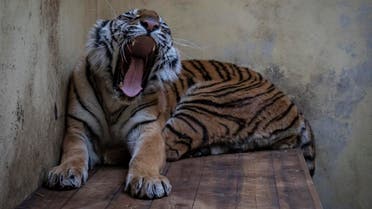 Female tiger Softi - one of the tigers that were seized on the Polish-Belarusian border - is seen in her temporary enclosure at the zoo in Poznan, Poland, on November 6, 2019. (AFP)