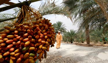 An Emirati man walks past a date palm tree during the annual Liwa Date Festival in the western region of Liwa, south of Abu Dhabi on July 21, 2016. (AFP)