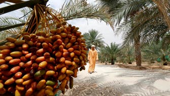 Date palm, Arab region symbol of prosperity, listed by UNESCO 