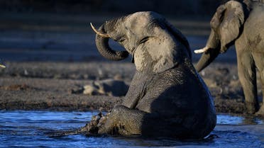 An elephant sits in the water in one of the dry channel of the wildlife reach Okavango Delta near the Nxaraga village in the outskirt of Maun. (AFP)
