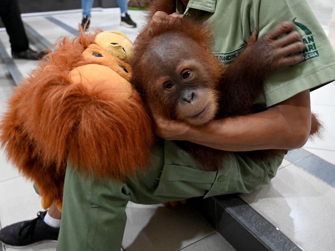 Baby tiger found stuffed in bag at Thai airport