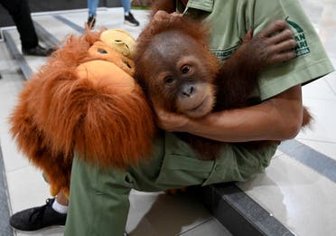 A keeper holds orangutan Bon Bon at the Ngurah Rai International Airport near Denpasar on the Indonesian resort island of Bali on December 16, 2019. (AFP)