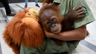 Bali’s drugged, smuggled orangutan headed back to the wild 
