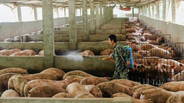 A man disinfects a pig farm in Guangan, Sichuan province, China August 27, 2019. REUTERS/Stringer ATTENTION EDITORS - THIS IMAGE WAS PROVIDED BY A THIRD PARTY. CHINA OUT.