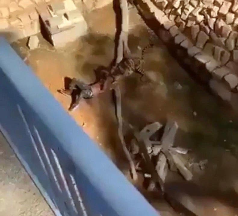 نمر يهاجم شاباً سودانيا في الرياض