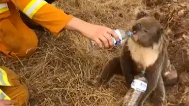 A koala drinks water from a bottle given by a firefighter in Cudlee Creek, South Australia. (Photo: AP)