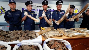 Seized pangolin and Tusks scales are shown by Malaysian Customs officials after a press conference at Customs office in Sepang, Malaysia on Wednesday, Aug. 2, 2017. (AP)