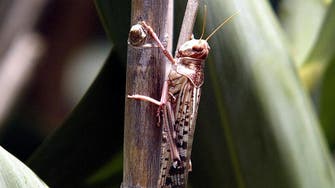 Locust invasion destroys crops in northwest India 