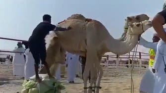 Video of man failing to jump a camel goes viral