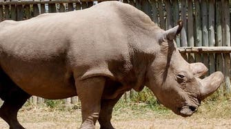 Rhino believed to be 'world's oldest' dies aged 57 in Tanzania  