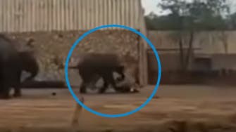 فيديو صادم.. فيل ضخم يدهس حارسه حتى الموت